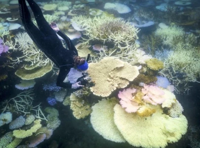 Great Barrier Reef faces 'significant coral deaths' following recent climate events